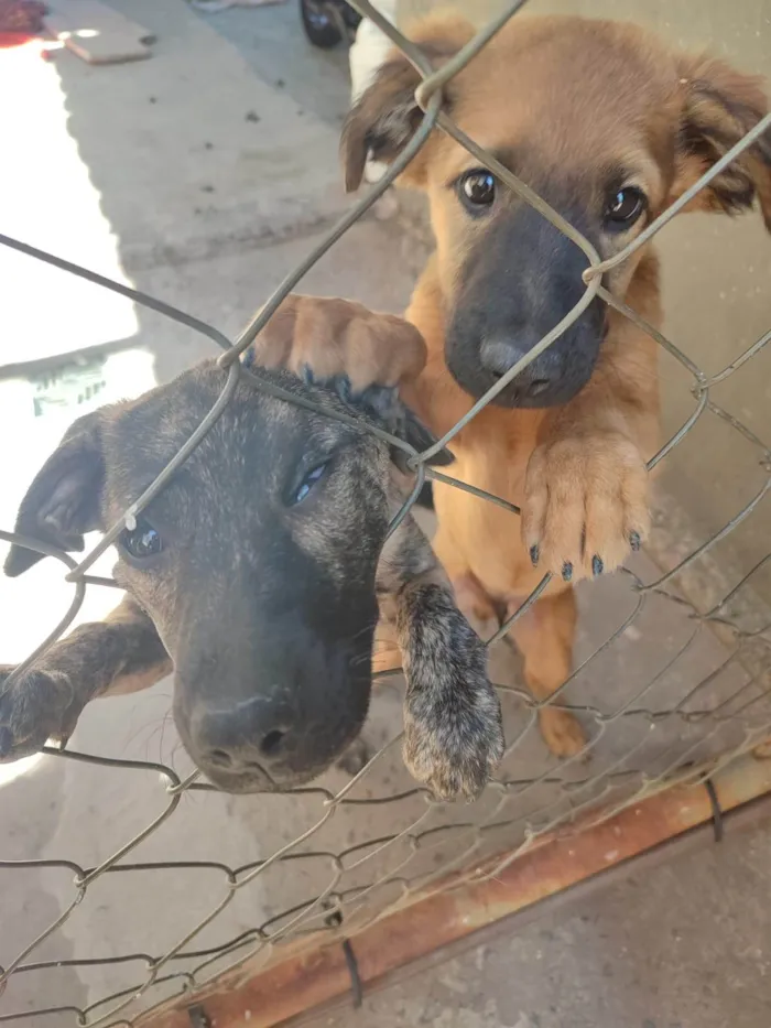 Cachorro ra a SRD-ViraLata idade 2 a 6 meses nome sem nome 