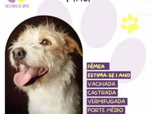 Cachorro raça SRD-ViraLata idade 1 ano nome Tina