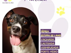 Cachorro raça SRD-ViraLata idade 1 ano nome Matilda