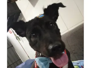 Cachorro raça SRD-ViraLata idade 5 anos nome barnei