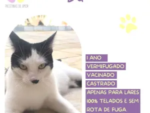 Gato raça SRD-ViraLata idade 1 ano nome Du