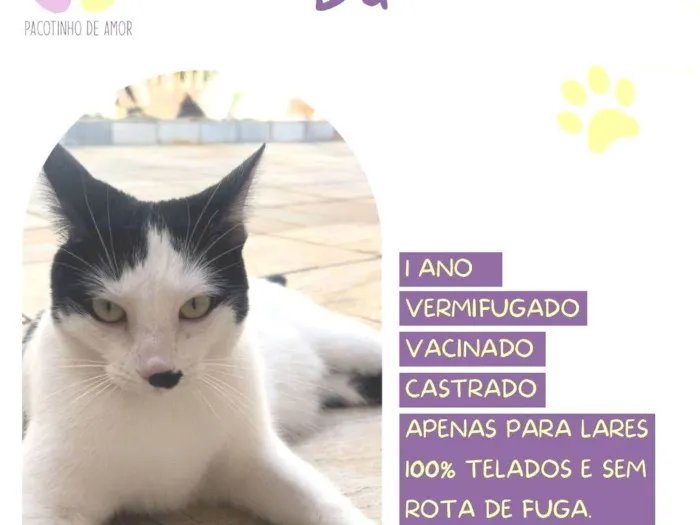 Gato ra a SRD-ViraLata idade 1 ano nome Du