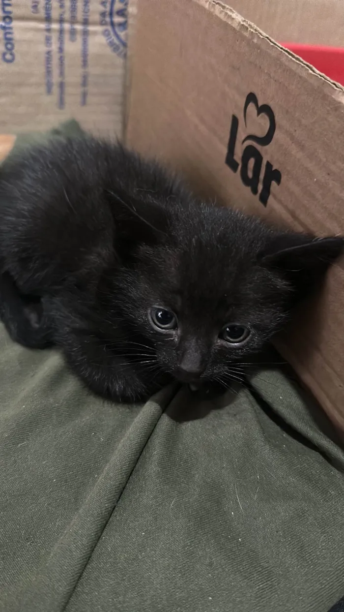 Gato ra a SRD-ViraLata idade 2 a 6 meses nome Gatos recém nascidos