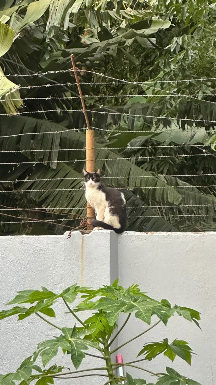 Gato ra a SRD-ViraLata idade 2 a 6 meses nome Gatos recém nascidos