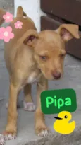 Pipa