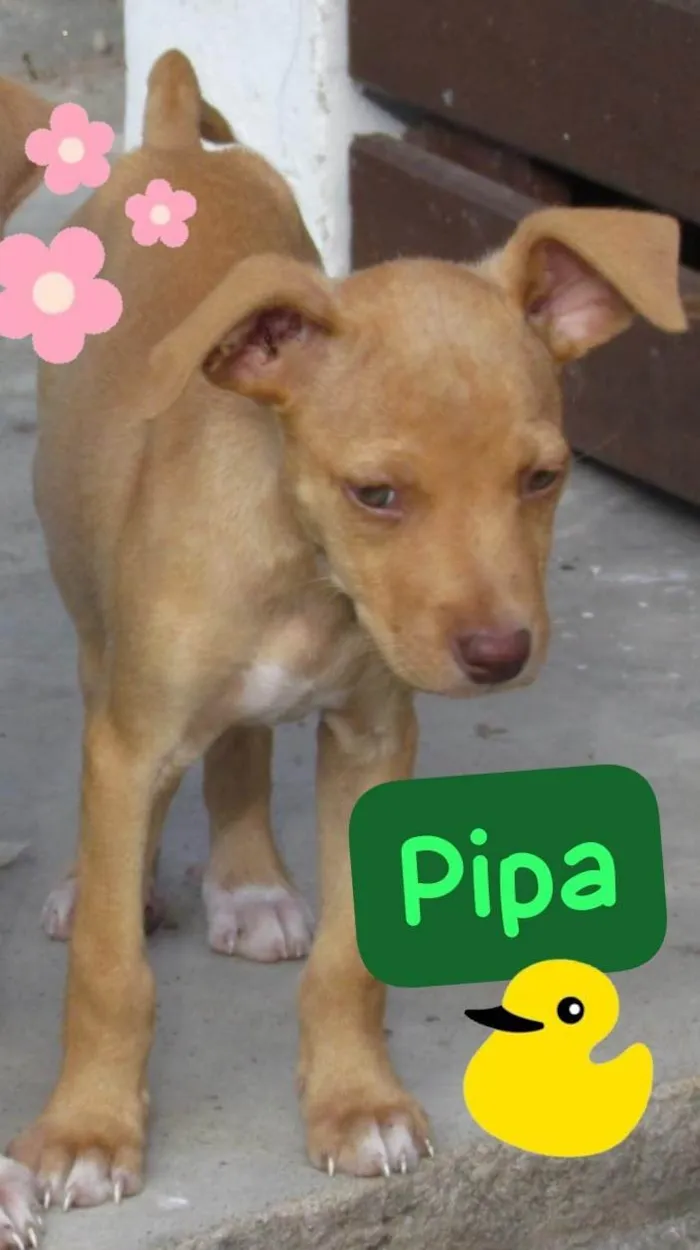 Cachorro ra a SRD-ViraLata idade 2 a 6 meses nome Pipa