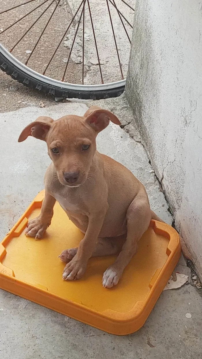 Cachorro ra a SRD-ViraLata idade 2 a 6 meses nome Pipa