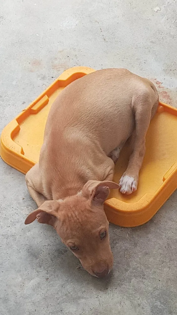 Cachorro ra a SRD-ViraLata idade 2 a 6 meses nome Pipa