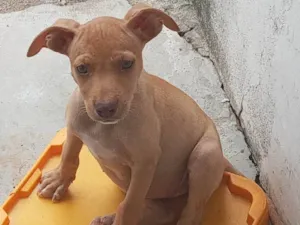 Cachorro raça SRD-ViraLata idade 2 a 6 meses nome Pipa