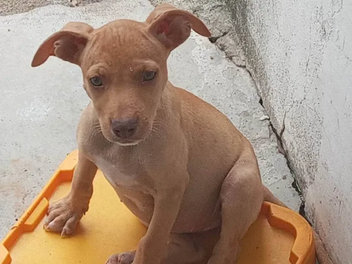 Cachorro ra a SRD-ViraLata idade 2 a 6 meses nome Pipa