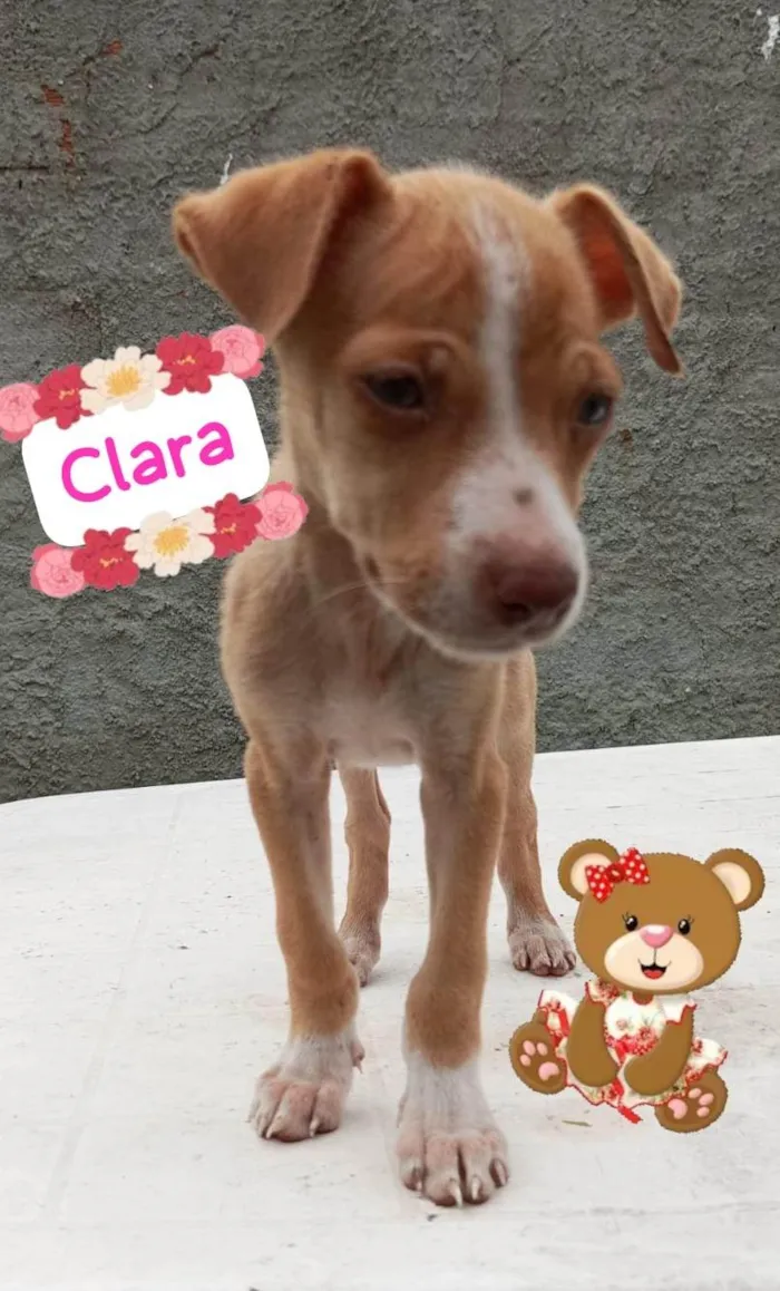 Cachorro ra a SRD-ViraLata idade 2 a 6 meses nome Clara