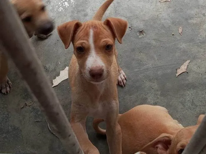 Cachorro ra a SRD-ViraLata idade 2 a 6 meses nome Clara