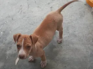 Cachorro raça SRD-ViraLata idade 2 a 6 meses nome Clara