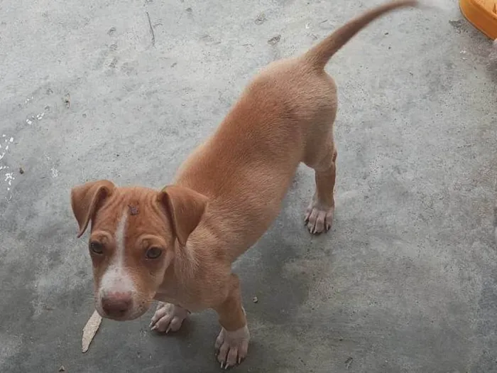 Cachorro ra a SRD-ViraLata idade 2 a 6 meses nome Clara