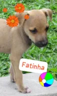 Fatinha