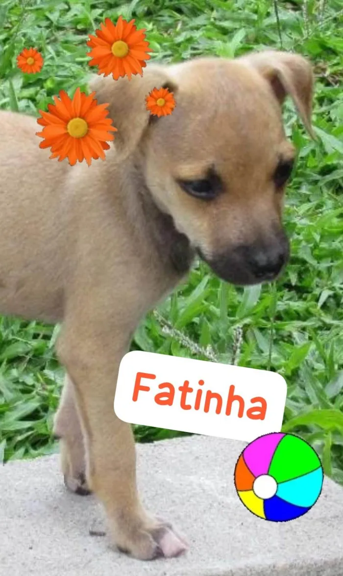 Cachorro ra a SRD-ViraLata idade 2 a 6 meses nome Fatinha