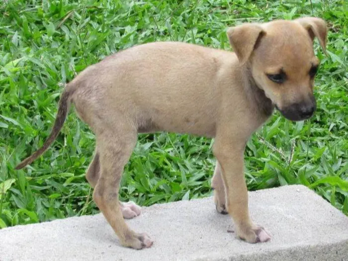 Cachorro ra a SRD-ViraLata idade 2 a 6 meses nome Fatinha