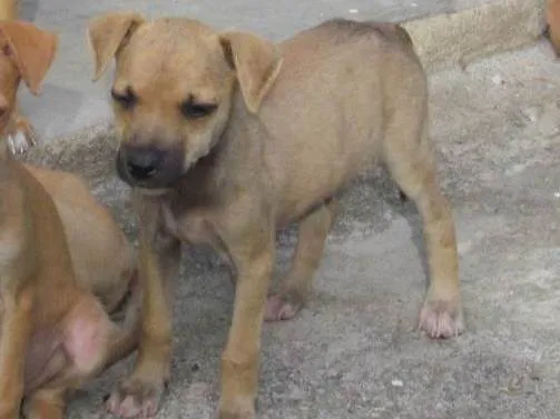 Cachorro ra a SRD-ViraLata idade 2 a 6 meses nome Fatinha