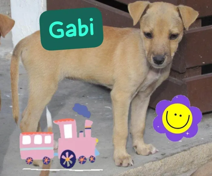 Cachorro ra a SRD-ViraLata idade 2 a 6 meses nome Gabi