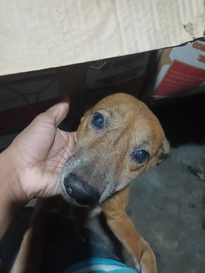 Cachorro ra a SRD-ViraLata idade 6 ou mais anos nome Pitt