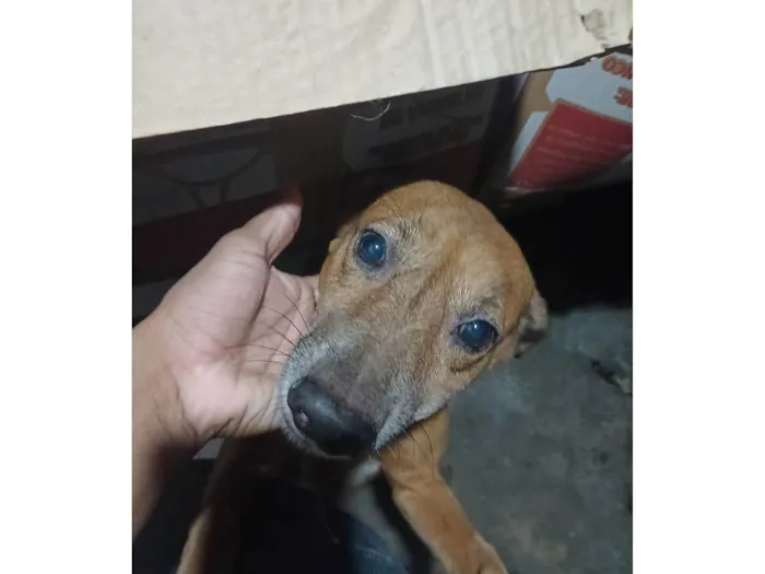 Cachorro ra a SRD-ViraLata idade 6 ou mais anos nome Pitt