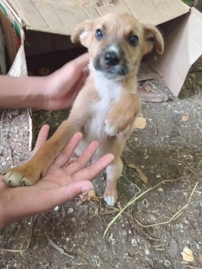 Cachorro ra a SRD-ViraLata idade 2 a 6 meses nome caramelo