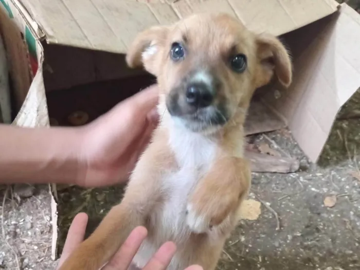 Cachorro ra a SRD-ViraLata idade 2 a 6 meses nome caramelo