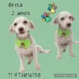 Brisa