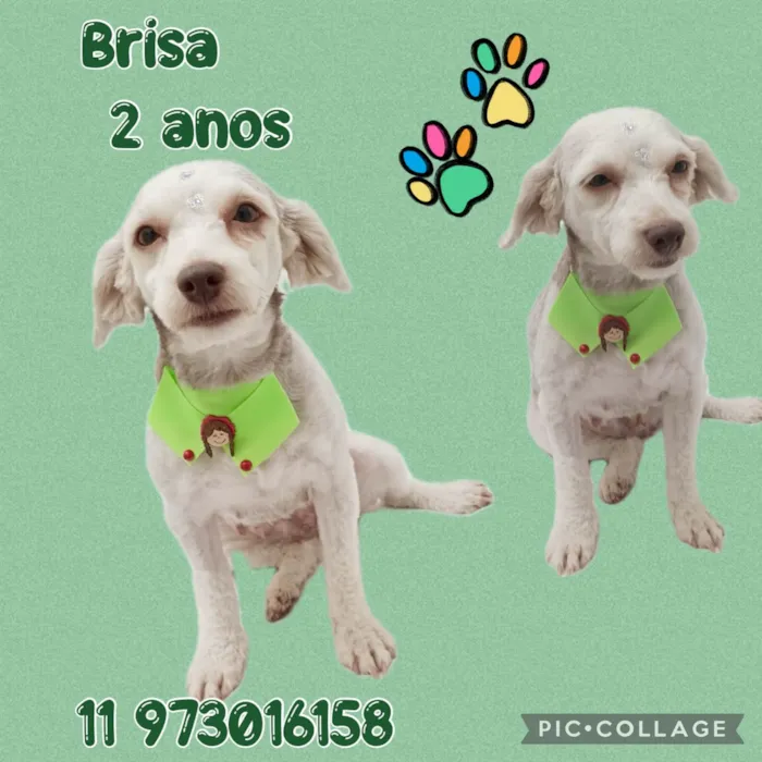 Cachorro ra a SRD-ViraLata idade 2 anos nome Brisa