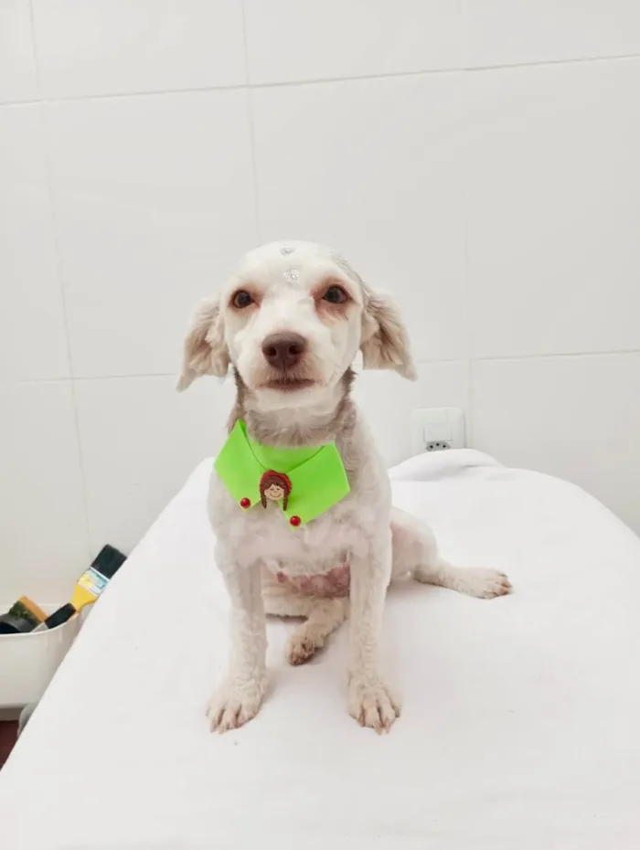 Cachorro ra a SRD-ViraLata idade 2 anos nome Brisa