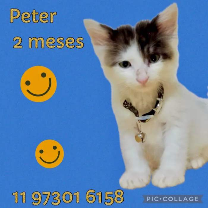 Gato ra a SRD-ViraLata idade 2 a 6 meses nome Peter