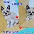 Jack 