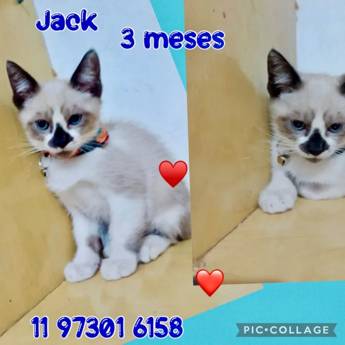 Gato ra a SRD-ViraLata idade 2 a 6 meses nome Jack 