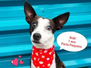 Cachorro raça SRD-ViraLata idade 1 ano nome bobi