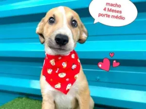 Cachorro raça SRD-ViraLata idade 2 a 6 meses nome miracullos