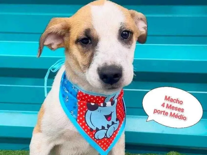 Cachorro ra a SRD-ViraLata idade 2 a 6 meses nome super men