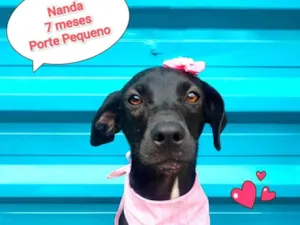 Cachorro raça SRD-ViraLata idade 7 a 11 meses nome Nanda