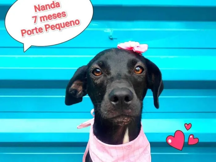 Cachorro ra a SRD-ViraLata idade 7 a 11 meses nome Nanda