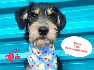 Cachorro raça SRD-ViraLata idade 1 ano nome Alfredo