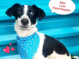 Cachorro raça SRD-ViraLata idade 1 ano nome beto