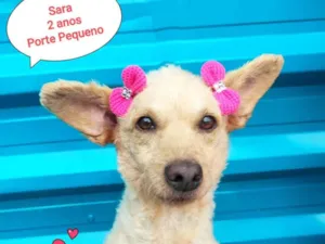 Cachorro raça SRD-ViraLata idade 1 ano nome Sara