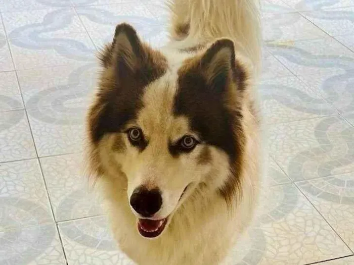 Cachorro ra a Husky Siberiano idade 1 ano nome BOB