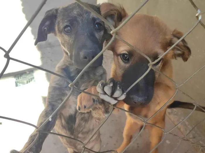 Cachorro ra a SRD-ViraLata idade 2 a 6 meses nome sem nome 