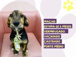 Cachorro raça SRD-ViraLata idade 2 a 6 meses nome Olaf