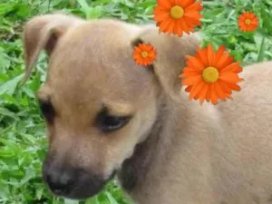 Cachorro raça SRD-ViraLata idade 2 a 6 meses nome Fatinha