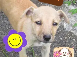 Cachorro raça SRD-ViraLata idade 2 a 6 meses nome Gabi