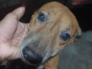 Cachorro raça SRD-ViraLata idade 6 ou mais anos nome Pitt