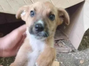 Cachorro raça SRD-ViraLata idade 2 a 6 meses nome caramelo