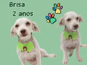 Cachorro raça SRD-ViraLata idade 2 anos nome Brisa