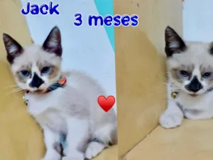 Gato raça SRD-ViraLata idade 2 a 6 meses nome Jack 